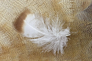 Images Dated 20th November 2011: Feather lying on Egyptian Goose Breast Feathers