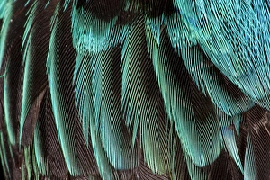 Teal Prints: Feather pattern