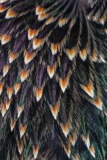 Starling Prints: Feather pattern on back of common Starling