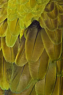 Images Dated 9th March 2007: Feather pattern on Macaw