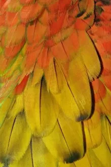 Feather pattern on Macaw