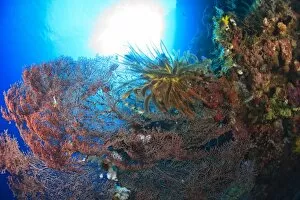 feather star on gorgonian sea fan, Scuba Diving at Tukang Besi / Wakatobi Archipelago Marine Preserve