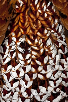 Images Dated 21st March 2010: Back feathers of Cooper Pheasant