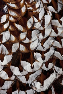 Pheasant Prints: Back feathers of Cooper Pheasant