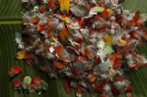 Adornment Prints: Feathers for Huaorani Indian crown