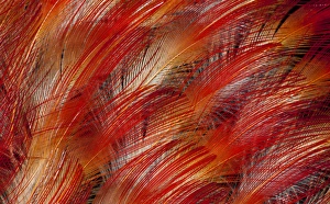 Natural Pattern Prints: Feathers of the King Bird of Paradise