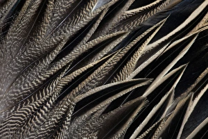 Images Dated 3rd March 2012: Back feathers of the Northern Pintail Duck