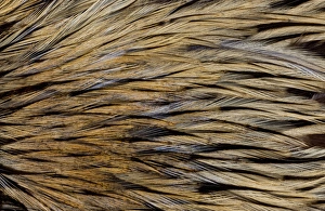 Images Dated 6th November 2011: Feathers, Pattern, Design, Color Image, Close-up, Macro, Nature, Beauty in Nature