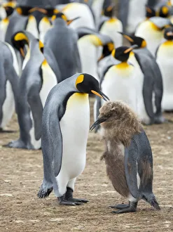 Malvinas Prints: Feeding a chick in brown plumage. King Penguin on Falkland Islands