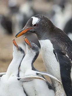 Malvinas Prints: Feeding of chick. Gentoo penguin on the Falkland Islands
