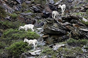Images Dated 22nd June 2006: Feeding Dall Sheep (Ovis Dalli Dalli) - Arctic National Wildlife Refuge, Alaska
