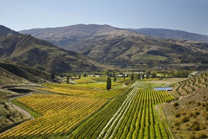 Felton Road Vineyard in autumn, Bannockburn, near Cromwell, Central Otago, South Island