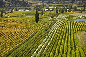 Grapevine Prints: Felton Road Vineyard in autumn, Bannockburn, near Cromwell, Central Otago, South Island