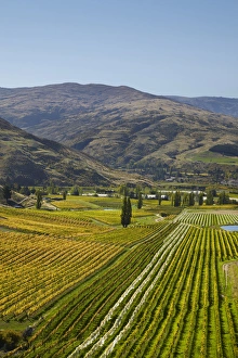 Images Dated 6th April 2012: Felton Road Vineyard in autumn, Bannockburn, near Cromwell, Central Otago, South Island