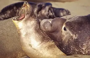 San Simeon Prints: Female Adult Northern Elephant Seal objecting to advances by the Male