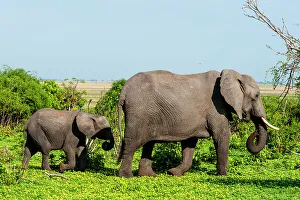 Southern Africa Prints: A female African elephant, Loxodonta Africana