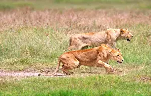 Lincoln Peak Prints: Female African Lions stalking prey Panthera leo Tanzania, Africa 2005