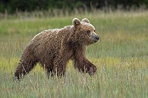 Juvenile Prints: Female Alaskan brown bear cub in meadow grasses
