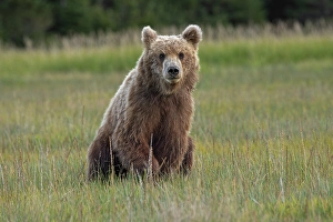 Lake Clark National Park And Pr Prints: Female Alaskan brown bear in meadow grasses, Lake Clark National Park and Preserve, Alaska