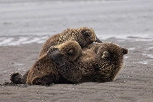 Nursing Prints: Female Alaskan brown bear nursing two cubs, Lake Clark National Park and Preserve, Alaska
