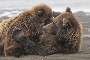 Nursing Prints: Female Alaskan brown bear nursing two cubs, Lake Clark National Park and Preserve, Alaska