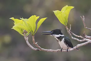 South American Prints: Female Amazon kingfisher