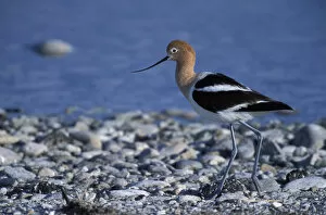 Images Dated 13th December 2004: A female American Avocet, Recurvirostra americana, in a salt water pool on Antelope