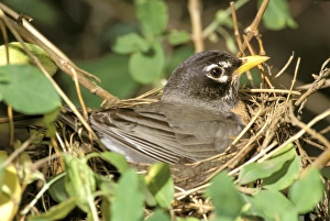 Robin Prints: Female American Robin on nest, (Turdus Migratorius)