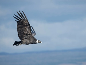 Wingspan Prints: Female Andean condor in Patagonia. Chile, Magallanes