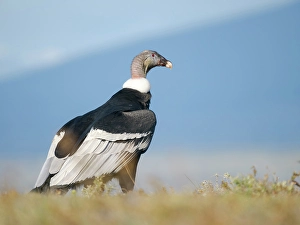 Patagonia Prints: Female Andean condor in Patagonia. Chile, Magallanes