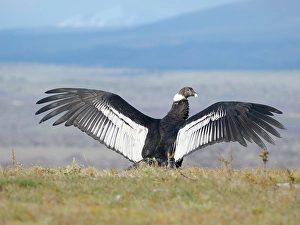 Wingspan Prints: Female Andean condor in Patagonia. Chile, Magallanes