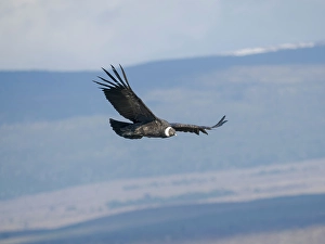Wingspan Prints: Female Andean condor in Patagonia. Chile, Magallanes
