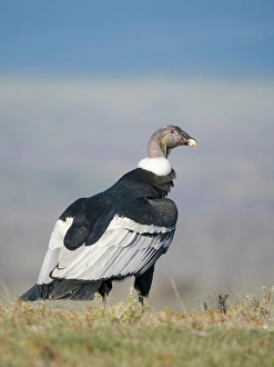 Patagonia Prints: Female Andean condor in Patagonia. Chile, Magallanes