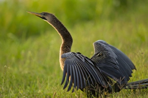 Grissom Memorial Park Prints: Female anhinga drying out wings on shoreline, Anhinga anhinga, Viera wetlands, Florida