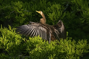 Images Dated 2025: A female anhinga spreads out her wings to dry in the morning sun