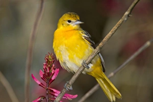 Padre Island Prints: Female Baltimore Oriole (Icterus galbula) adult foraging