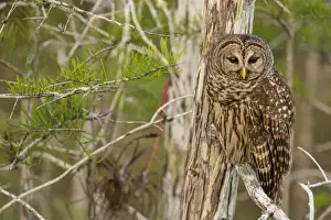 Select Focus Prints: Female barred owl (Strix varia) in Everglades National Park, Florida, USA