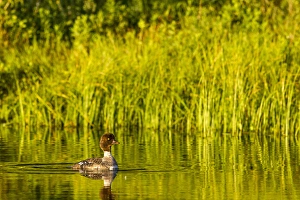 Goldeneye Prints: Female Barrows Goldeneye in Grand Teton National Park, Wyoming, USA