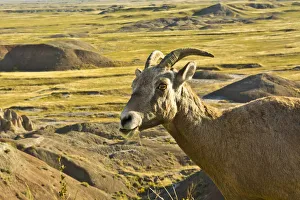 Buttes Prints: female Bighorn Sheep; in landscape; Badlands Loop Road; Badlands National Park; South