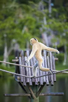 A female (blonde) buff-cheeked gibbon displays perfect balance as it walks across a tight A female (blonde) buff-cheeked gibbon displays perfect balance as it walks across a tight