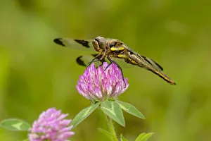 Clover Prints: Female Blue Dasher dragonfly on clover, Pachydiplax longipennis, Kentucky