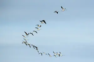 Female blue winged teal (Anas discors) in flight at Funk WPA near Minden, Nebraska, USA