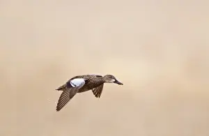 Female blue winged teal (Anas discors) in flight at Funk WPA near Minden, Nebraska, USA
