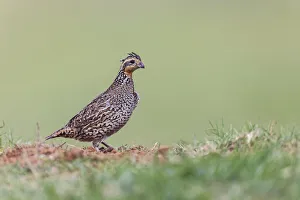 New World Quail Prints: Female Bobwhite, Rio Grande Valley, Texas