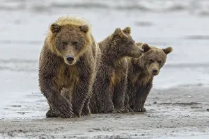 Prints of Female Brown bear and cubs, Silver Salmon Creek, Lake Clark National Park, Alaska Images Dated 2019 June: Female Brown bear and cubs, Silver Salmon Creek, Lake Clark National Park, Alaska