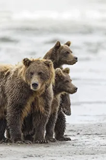 Images Dated 14th February 2020: Female Brown bear and cubs, Silver Salmon Creek, Lake Clark National Park, Alaska