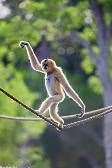 Grace Prints: A female buff-cheeked gibbon easily walks across a suspended rope