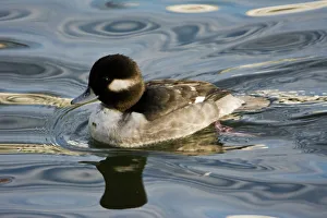 Birding Prints: Female Bufflehead, Dawson Creek Park, Hillsboro, Oregon, USA