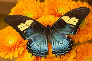 Cream Prints: Female butterfly (papilio androgeos) from Peru on orange gerber daisies