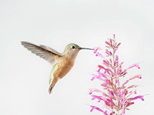 White Background Prints: Female calliope hummingbird in flight, east mountain backyard, New Mexico